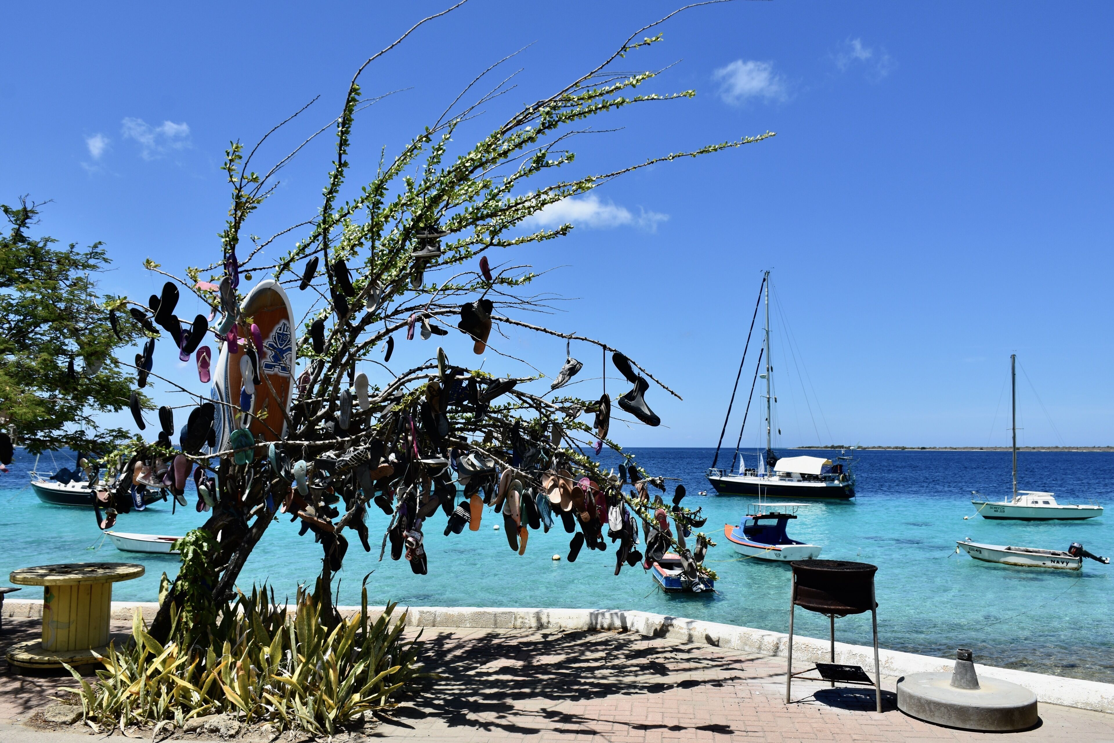 Un árbol con zapatos colgando de sus ramas, barcos en el agua y un cielo azul despejado.