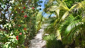 Un sentier bordé d’une végétation luxuriante et de palmiers.