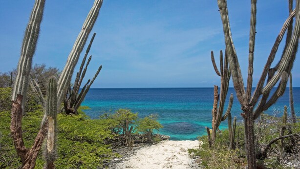 A coastal landscape with tall cacti and a clear view of the ocean. -  Kas Kris, a luxury and private villa with its own pool (Kralendijk)