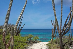 Un paysage côtier avec de grands cactus et une vue dégagée sur l’océan.