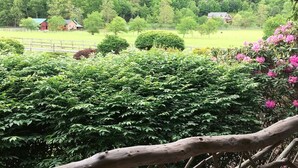 A view of a lush green landscape with a wooden fence, a red building, and a horse grazing in the distance. - Beautiful Log Cabin with river access to The Watagua. Newly  added Fire Pit (Banner Elk)