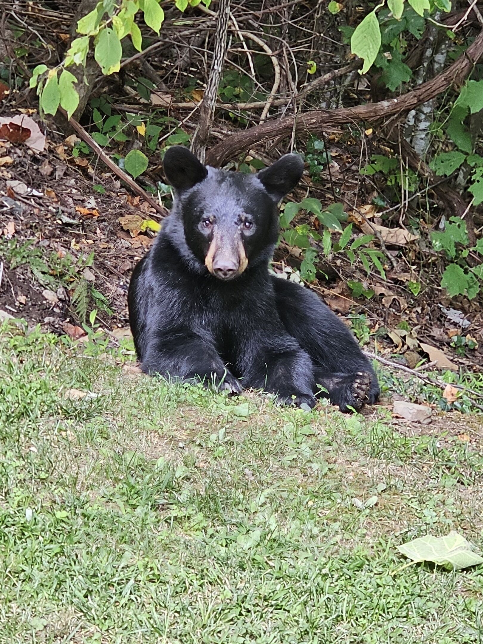 Un oso negro sentado sobre hierba, rodeado de follaje.