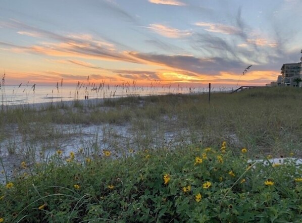 A coastal landscape with a sunset, grassy dunes, and yellow flowers in the foreground.