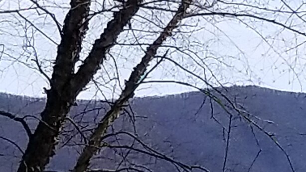 A view of a lake with a tree in the foreground.