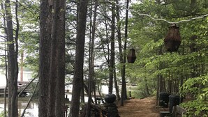 A forested area with a wooden deck, a dirt path, and birdhouses hanging from trees.