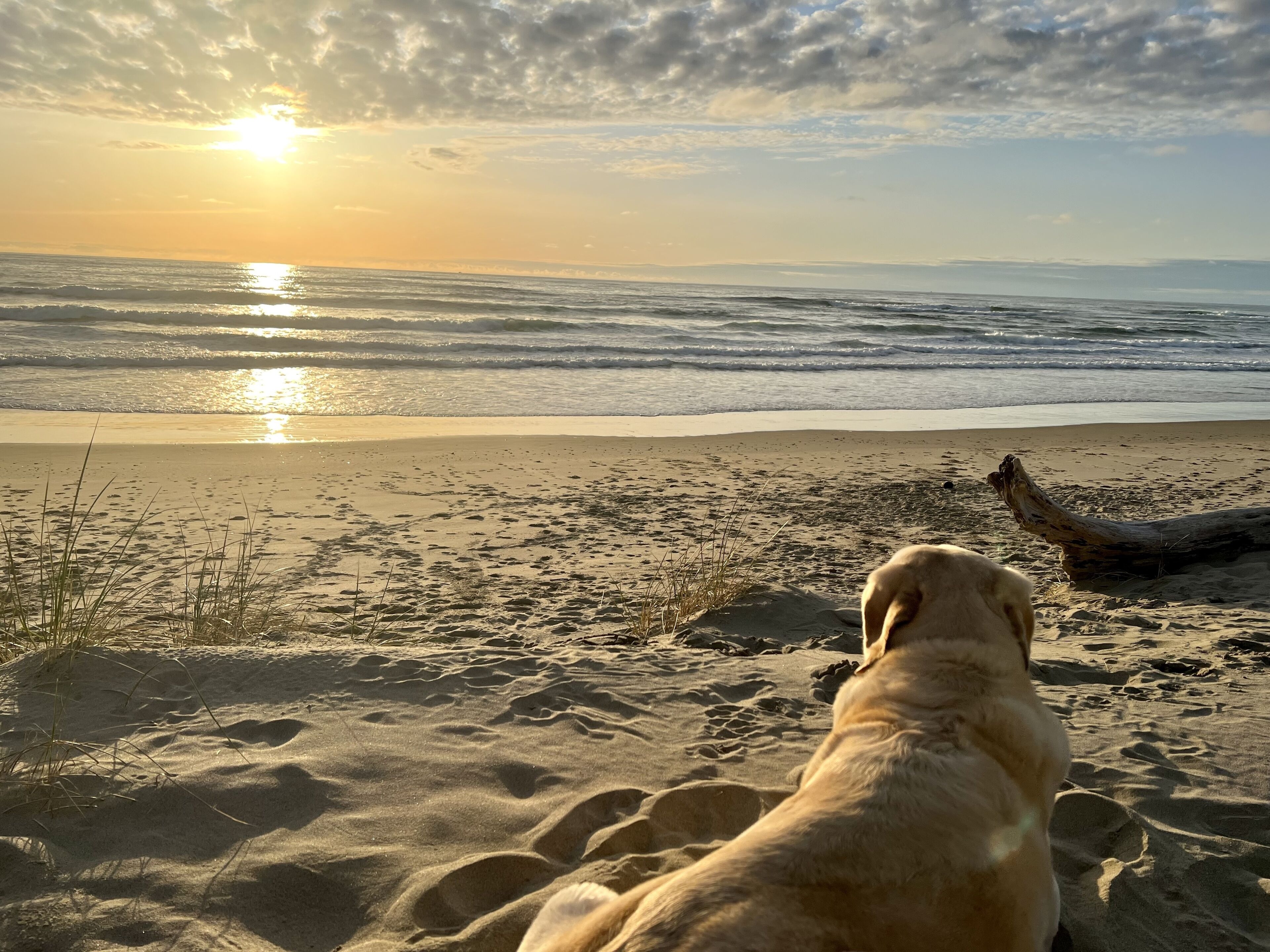 A golden retriever on a sandy beach with ocean waves and a sunset in the background.