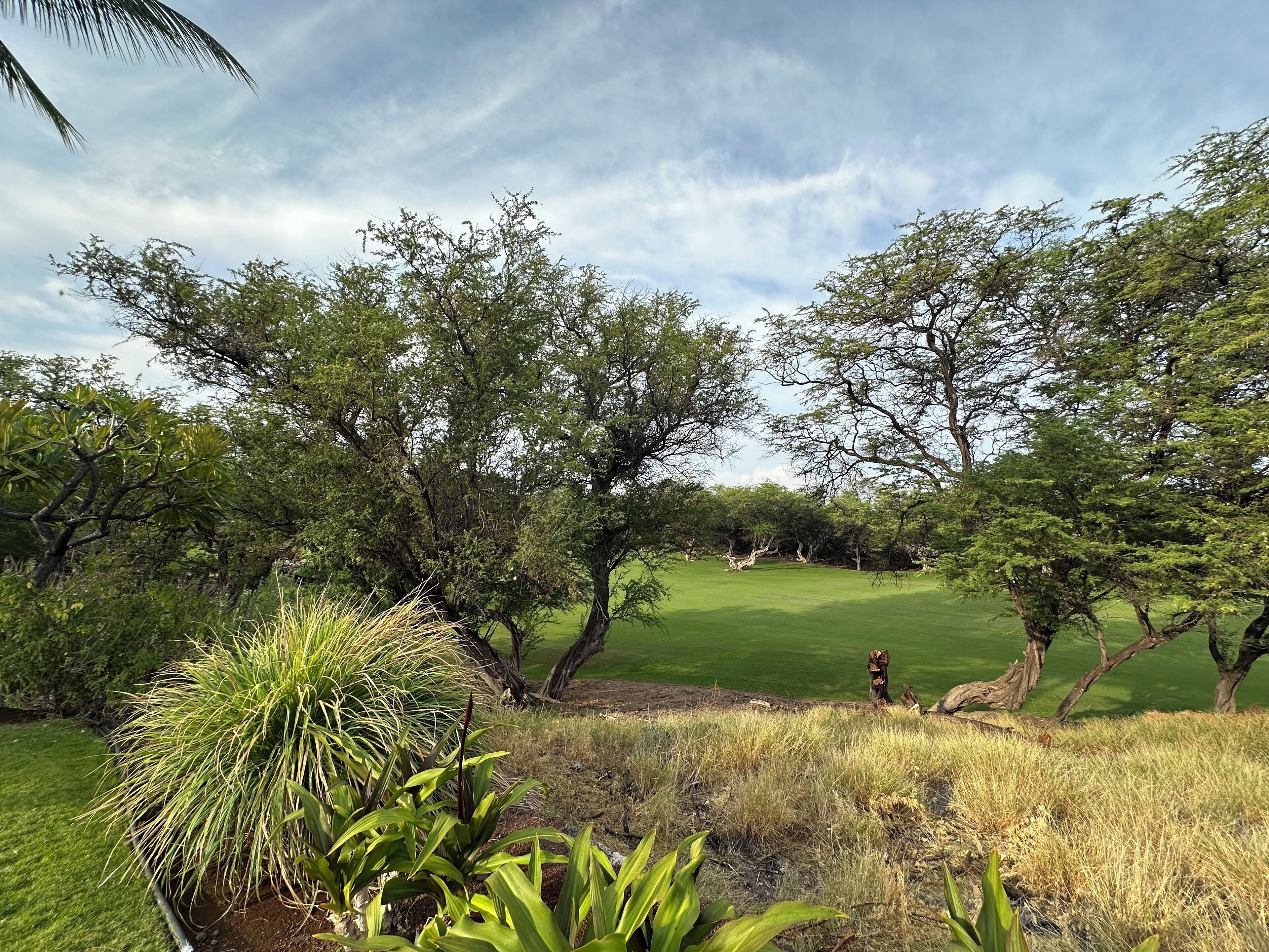 A lush green landscape with trees and grass.