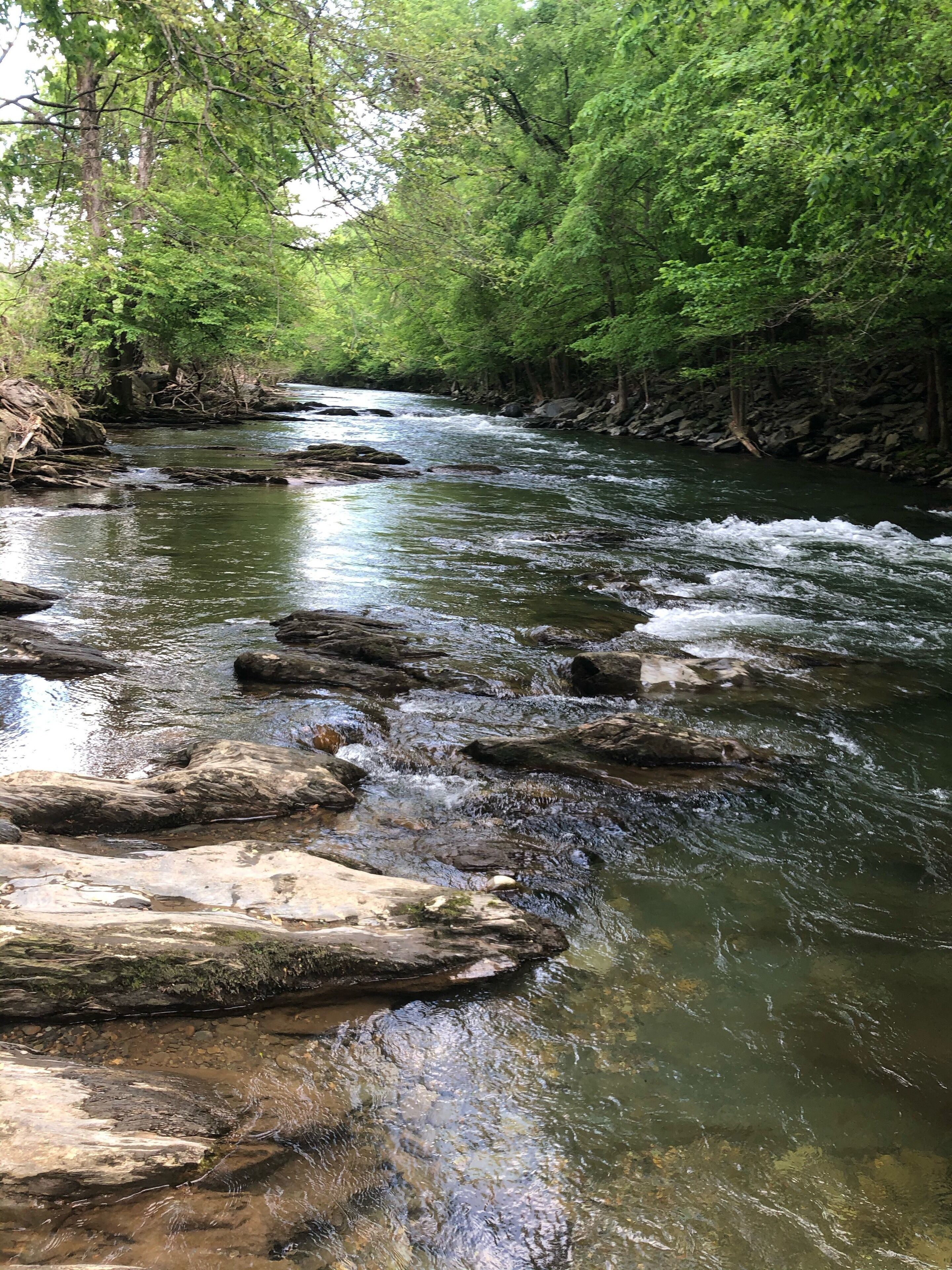 A river flowing through a forested area with rocks in the water.