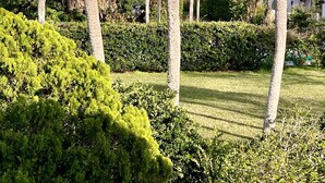 A well-maintained garden with palm trees and hedges, a grassy lawn, and a view of the ocean. - Ocean Song – Large 2 Bedroom with Private Ocean View Balcony & Sea Breezes & Pool Access (St. Augustine)