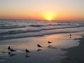 A beach scene with the sun setting over the ocean, waves gently lapping at the shore, and several birds standing on the wet sand.