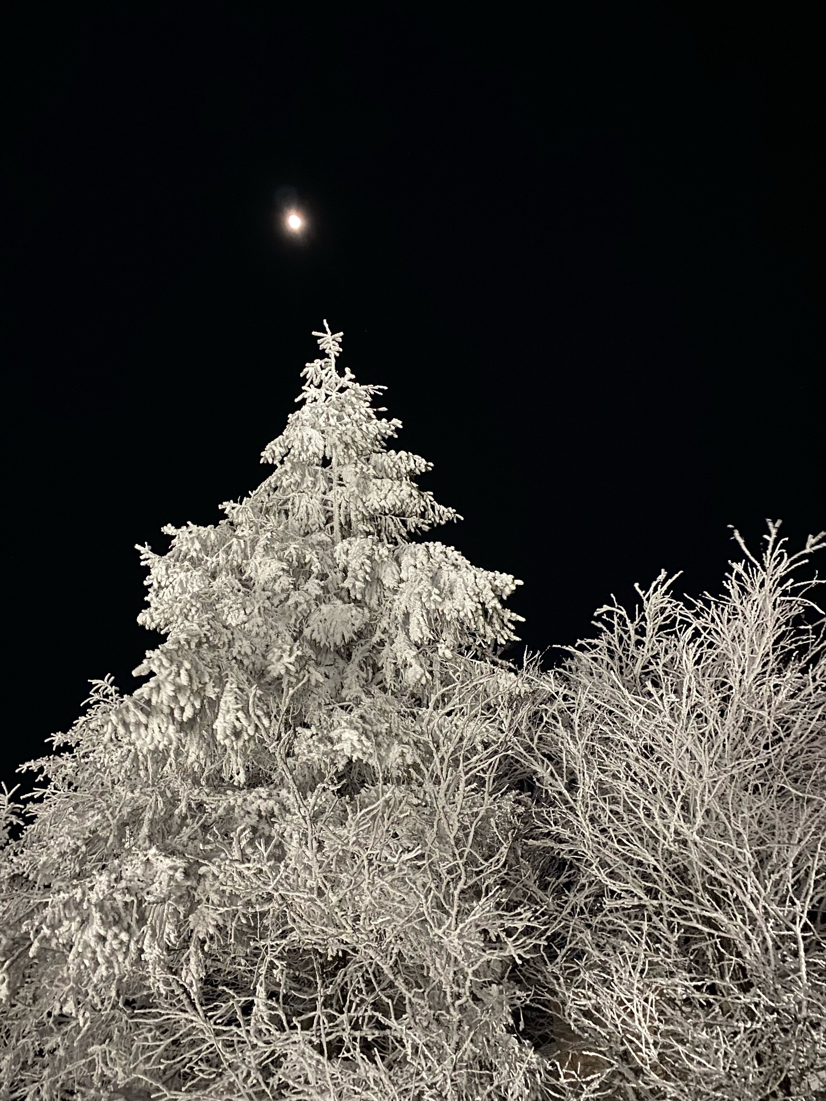 Un arbre à feuilles persistantes recouvert de neige, se détachant sur un ciel nocturne sombre, avec une lune visible.