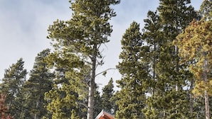 Eine Holzhütte, umgeben von hohen Kiefern in einem verschneiten Wald.