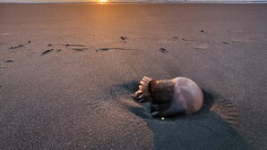 A sandy beach with footprints and a sea turtle.