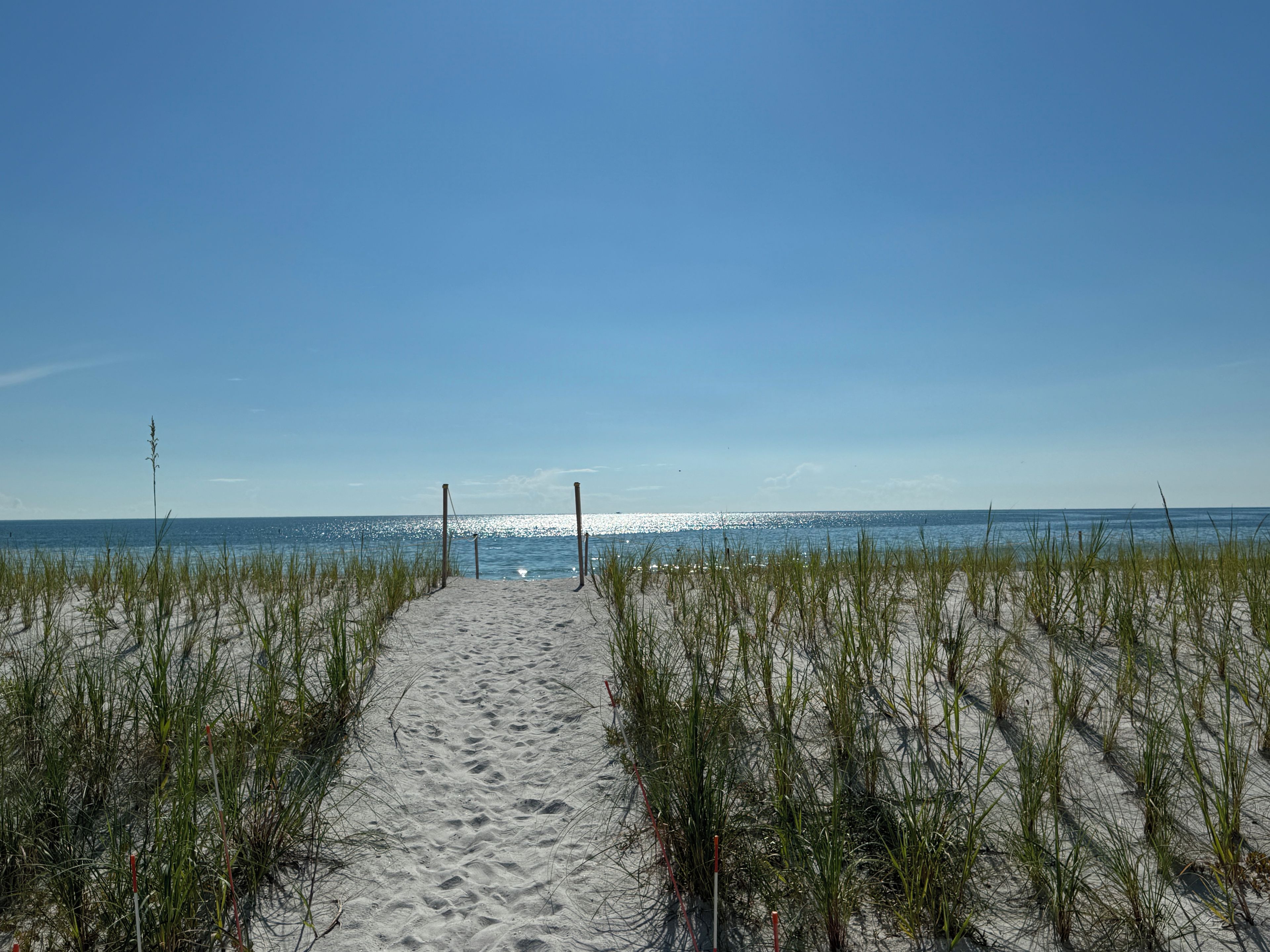 A sandy beach path leading to the ocean with tall grass on either side.