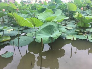 Lake - The Melbourne Hotel (Ninh Binh)