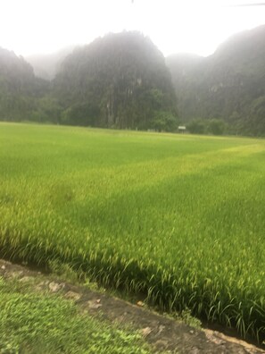 Un campo verde con un sendero de tierra y una colina al fondo.