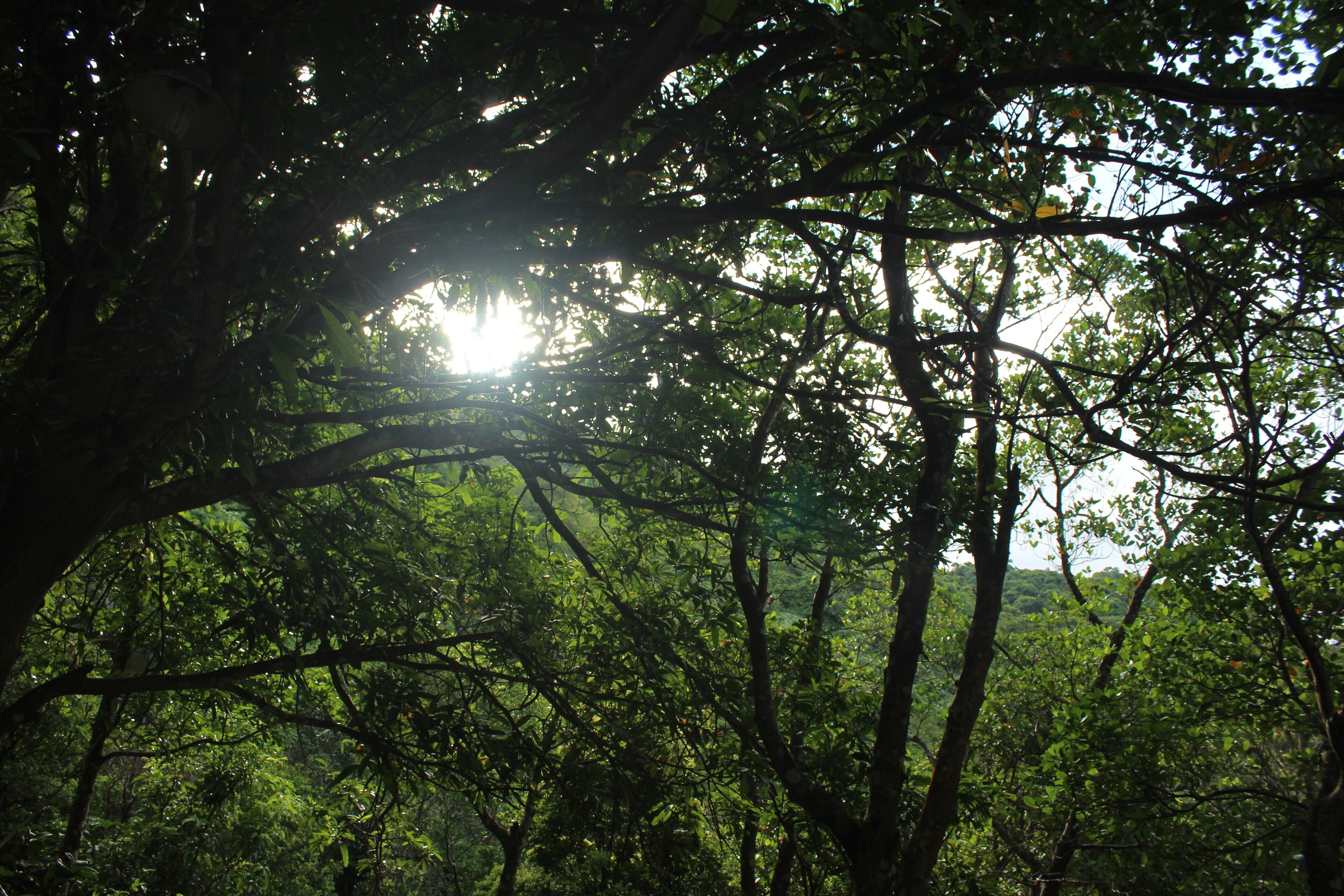 A dense forest with sunlight filtering through the trees.