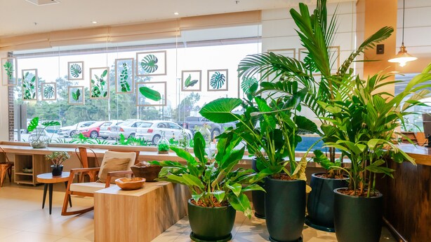 A modern interior with large windows, potted plants, wooden furniture, and framed artwork. - ibis Styles Curitiba Aeroporto (Sao Jose dos Pinhais)