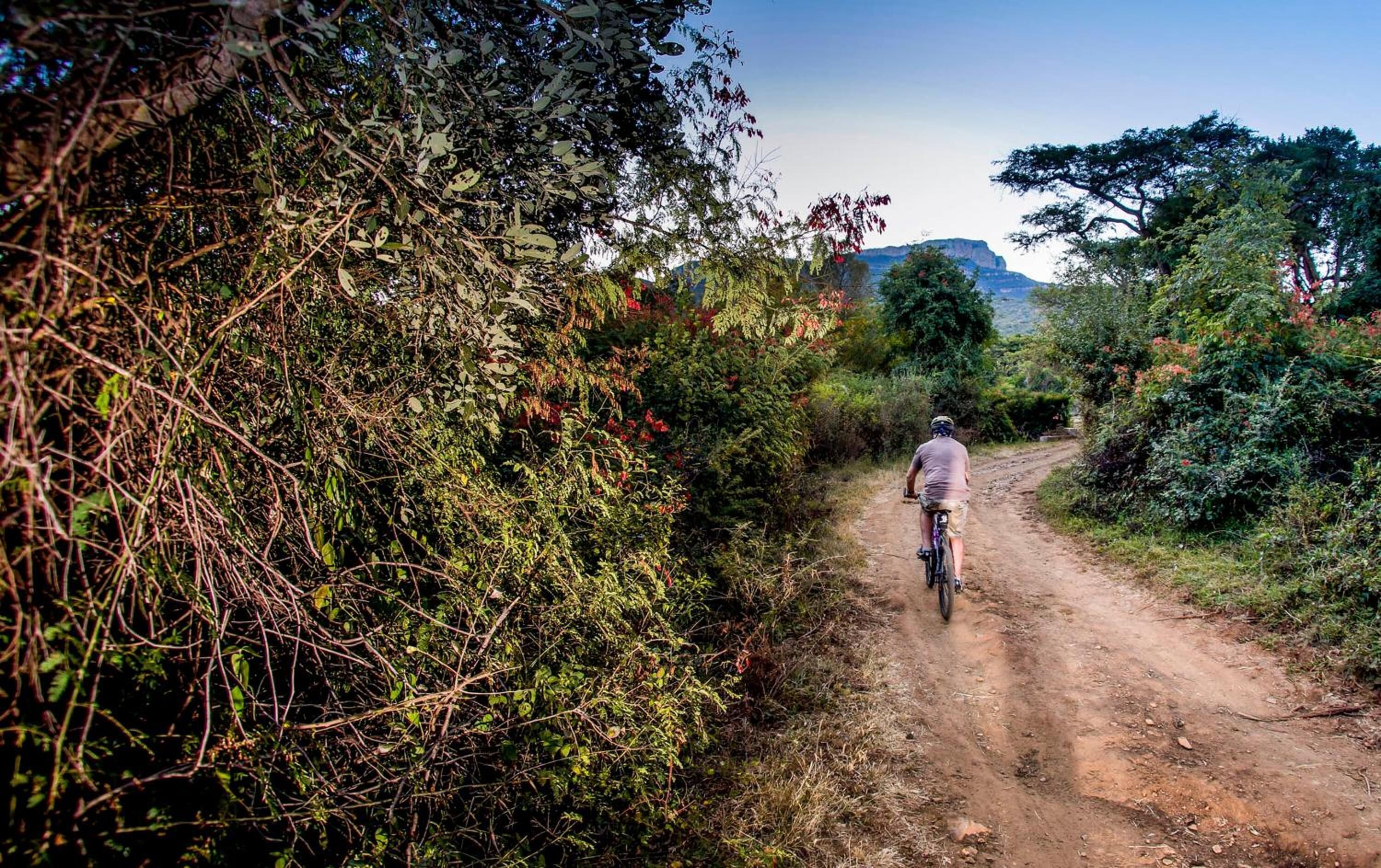 Un sentier de terre bordé d’une végétation dense de part et d’autre.