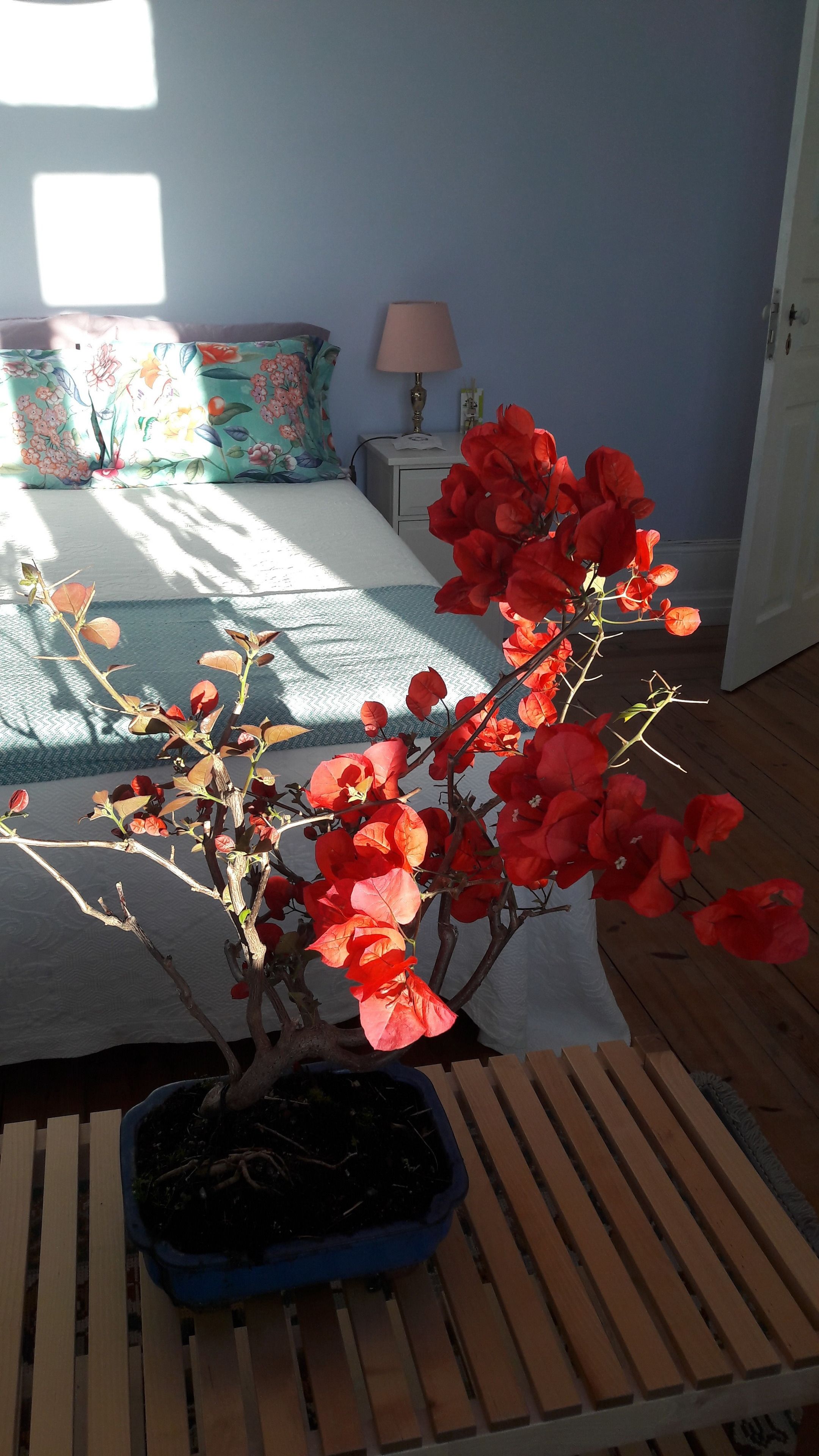 Photo - Casa Coimbra