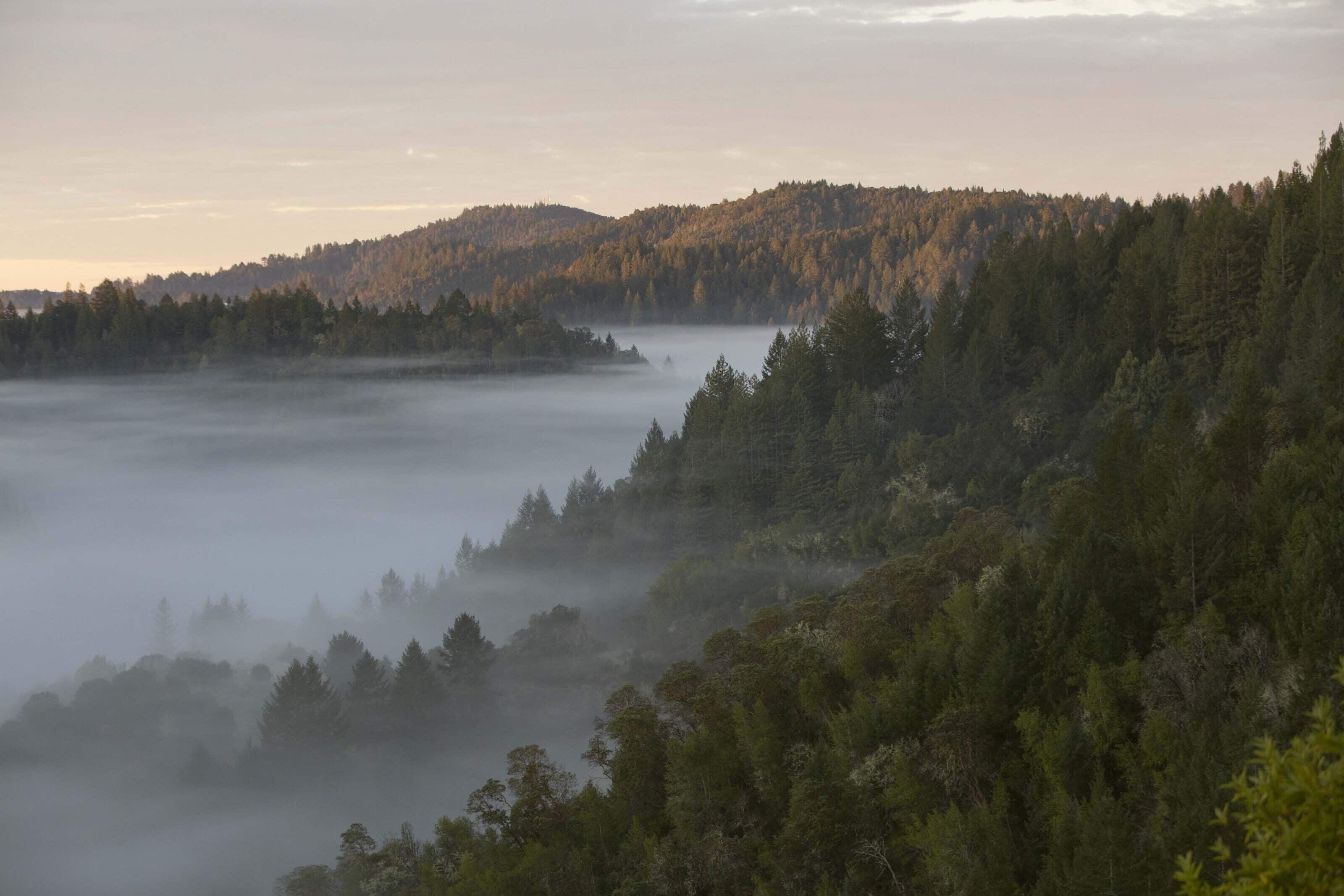 Un paisaje boscoso con un valle cubierto de niebla y una colina al fondo.