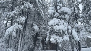 A snow-covered landscape with trees and a house. -  Pinetop CClub, AC, 2 Bd Rm Plus Loft, Huge Windows, Enclosed Deck, 1/2 Acre, (Pinetop)