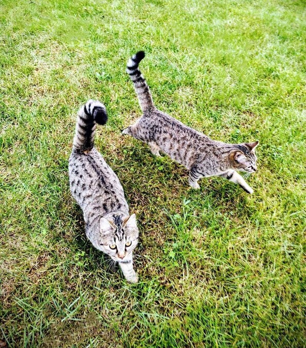 Deux chats sur une pelouse.