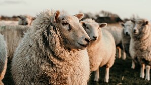 Een groep schapen in een veld.