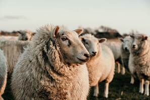 Een groep schapen in een veld.