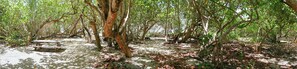 A mangrove forest with a wooden bench. - Calm, Serenity and Charm will seduce you .... (Sainte-Anne)