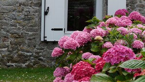 Un bâtiment en pierre doté d’une fenêtre et de volets, entouré de buissons d’hortensias roses.