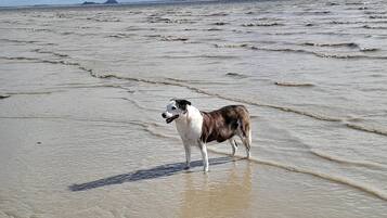 Ranta lähistöllä, rantapyyhkeitä