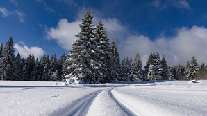 A snow-covered landscape with a clear sky, a prominent evergreen tree, and a snow-laden road.