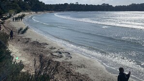 A beach with clear skies, a sandy shore, and trees.