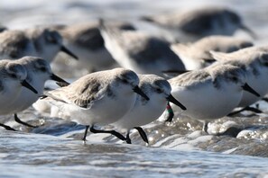 A group of birds walking on a wet surface.
