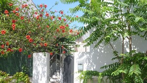A courtyard with a white building, a black gate, and a tree with red flowers.