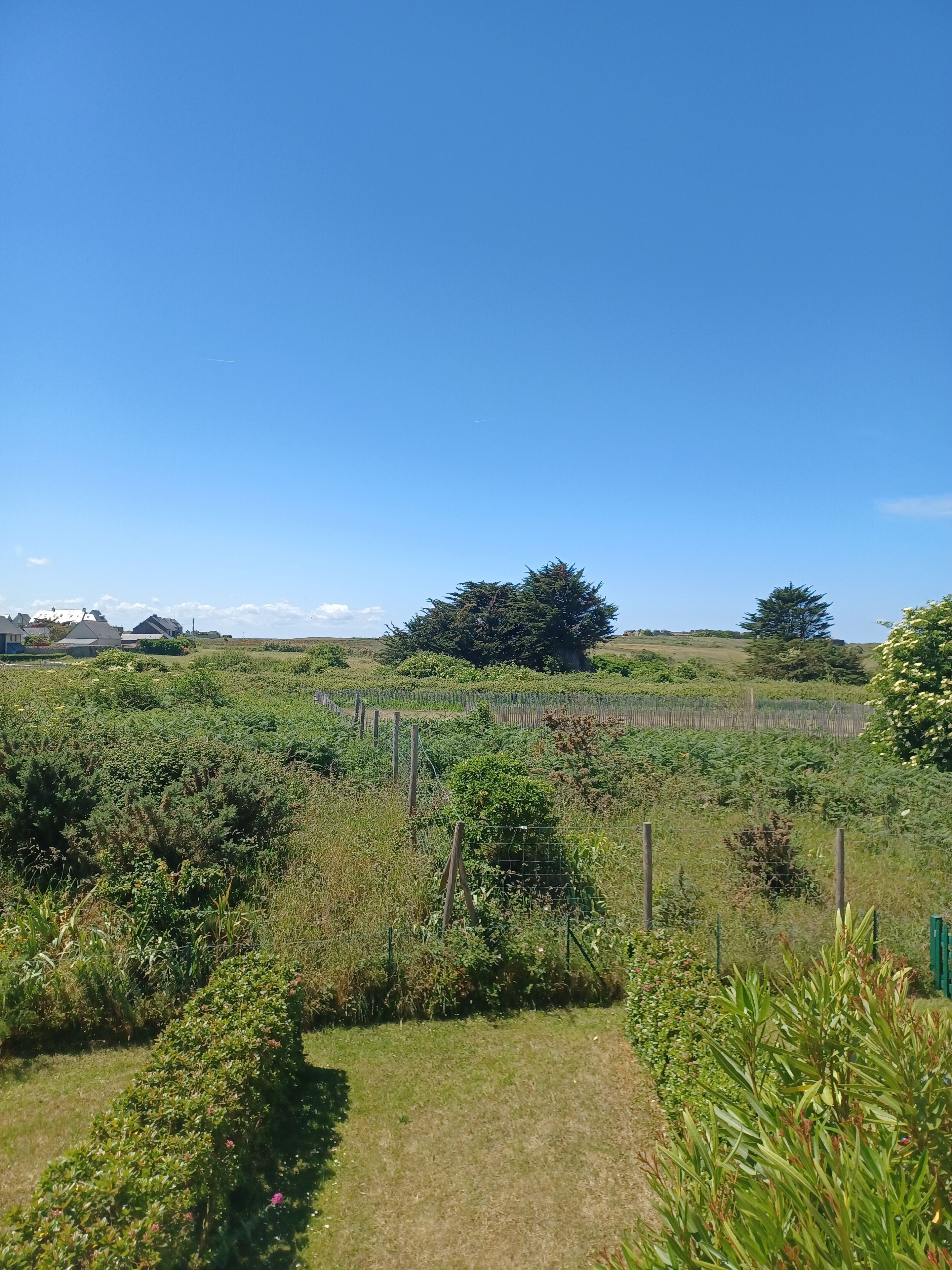 A rural landscape with a clear sky, a fenced field, and a large tree in the distance.