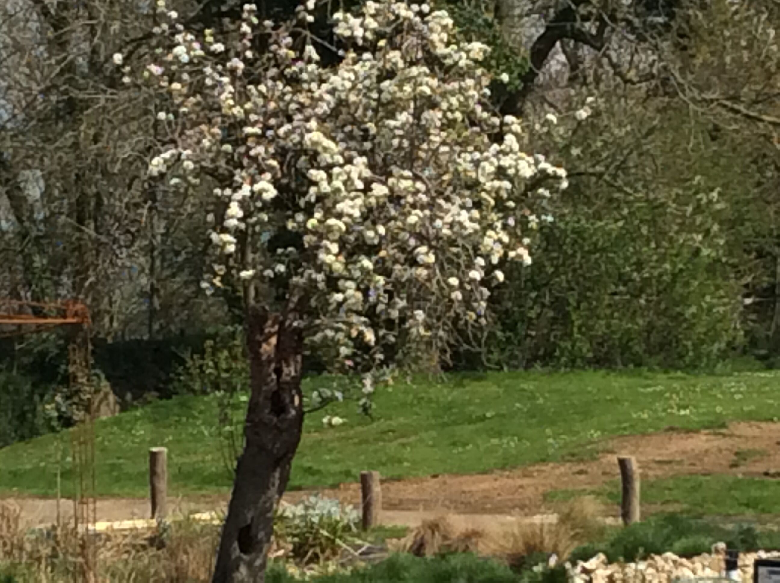 A tree with white blossoms in a rural setting.