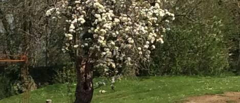 A tree with white blossoms in a rural setting.