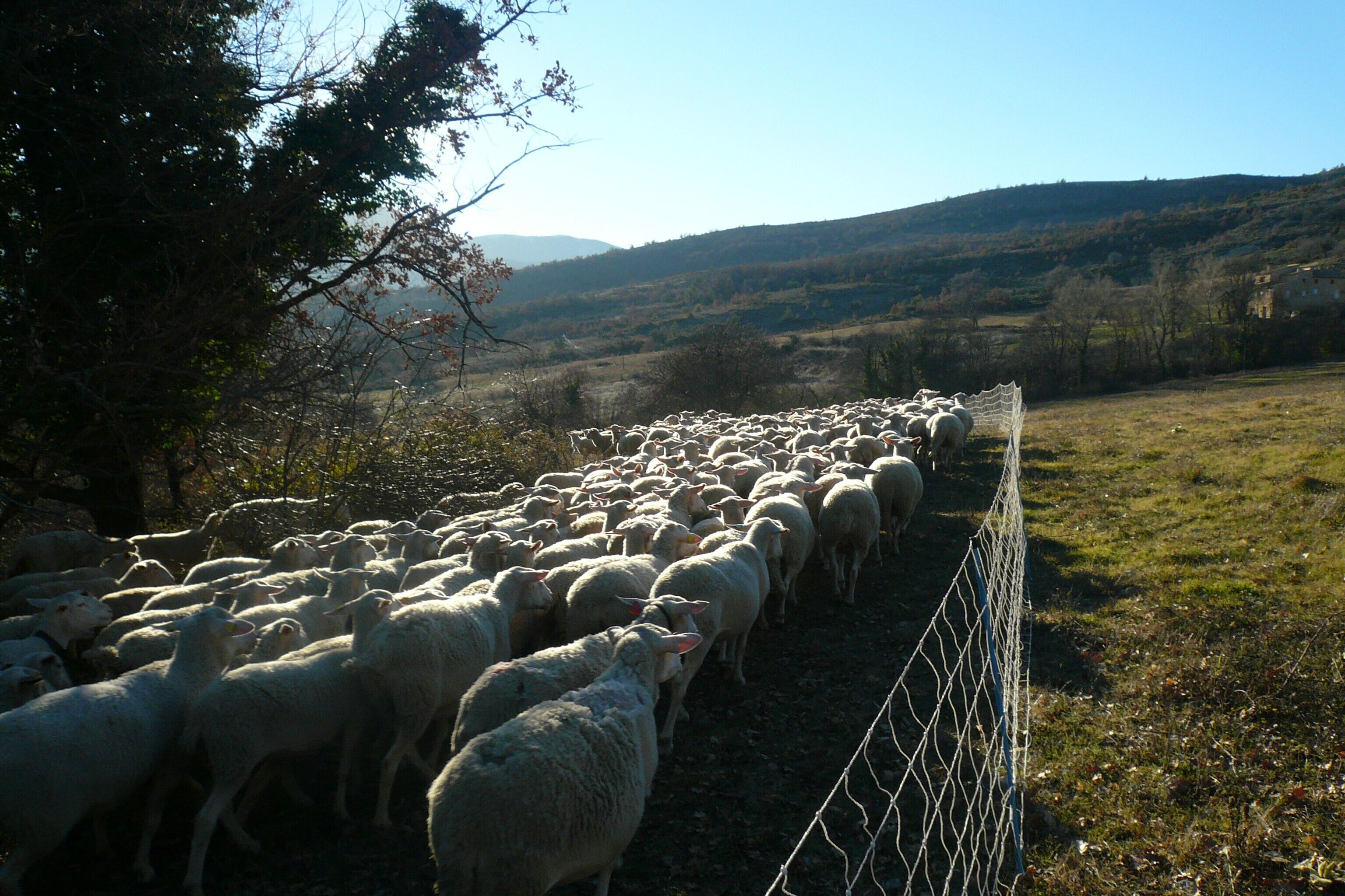A fenced area with a large flock of sheep.