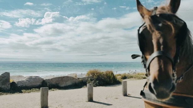 Un caballo cerca de una playa, con cielo despejado y el océano al fondo.