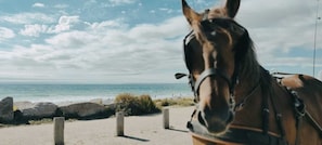 A horse near a beach with a clear sky and ocean in the background.