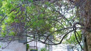 A narrow cobblestone path flanked by stone walls and potted plants, leading to a building with a wooden door. - 2 DUPLEX   1 STUDIO IN A WONDERFUL AND PEACEFUL PLACE (Maubec)