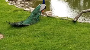 A peacock standing by a pond in a park with a house in the background.