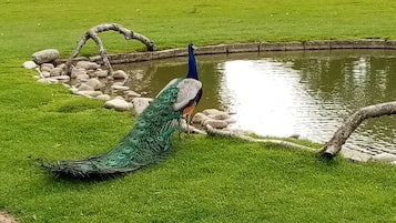 Terrein van de accommodatie