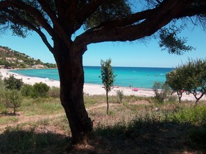 Una playa con agua turquesa cristalina, una orilla arenosa y un árbol grande al frente.
