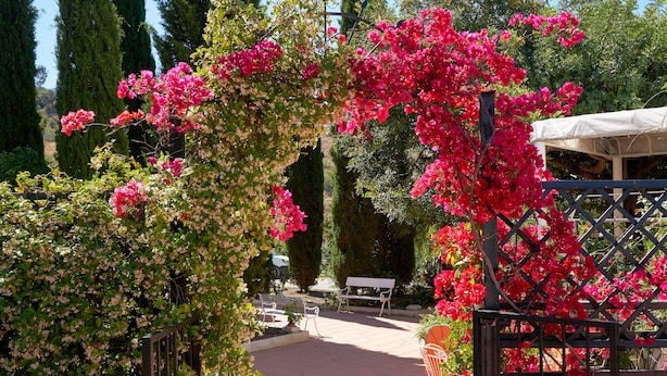 An outdoor patio area with a pergola covered in pink flowers, a seating area with a bench and table, and a view of tall trees in the background.