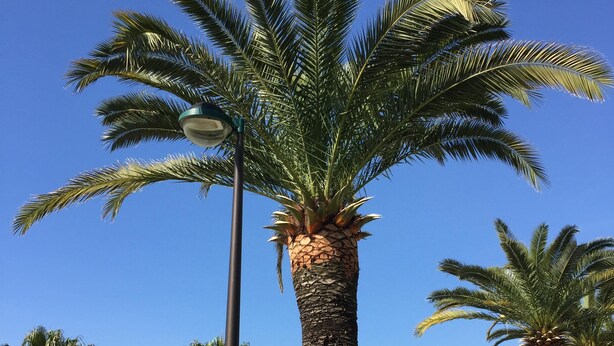 Un paseo marítimo bordeado de palmeras frente a la playa, con una vista despejada del mar y la arena.