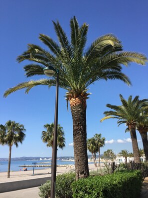 A beachside palm tree-lined promenade with a clear view of the sea and beach in the background.