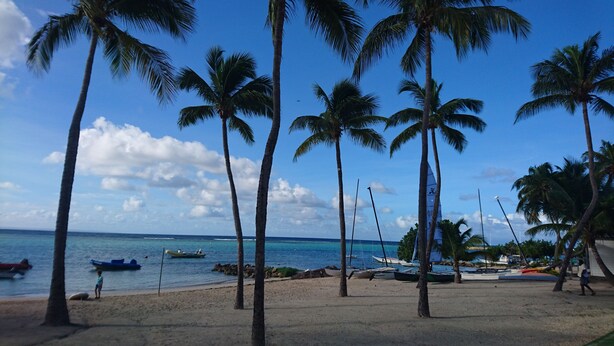 A beach with palm trees, boats, and a clear sky.